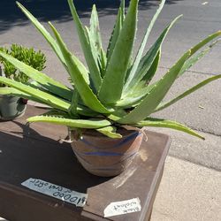 Plant