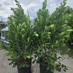 clusias About 2 feet tall $10  3/4 feet tall$25  5/6 feet tall $65  7/8 tall and up all sizes available 