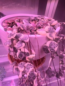 Rare Variegated String Of hearts