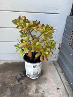 Jade succulent