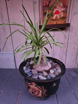 Bonsai Ponytail Palm in 14" Asian Ceramic Pot - Complete Set
