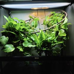 Pet Enclosure (Pet And Plants Not Included)