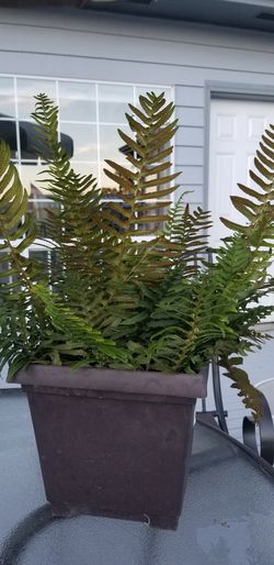 Beautiful perennials fern