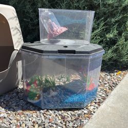 Small Aquarium 