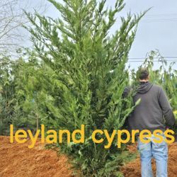 Lots Of Border/privacy Trees And Shrubs Available 