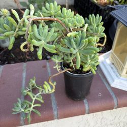 Cute potted succulent