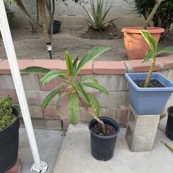 Plumerias