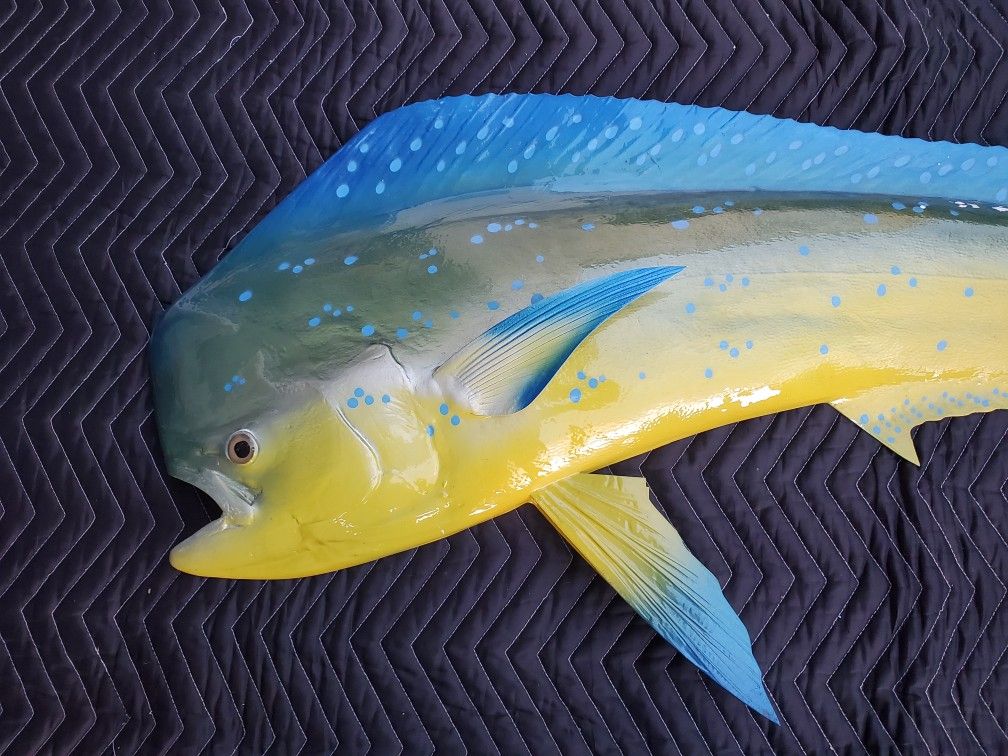 Dorado Fish Mount