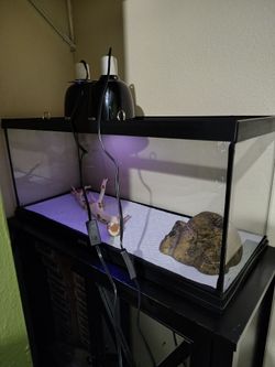 20 gallon reptile tank