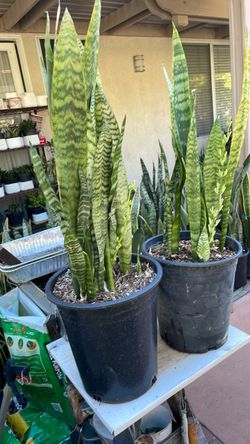 Snake Plant