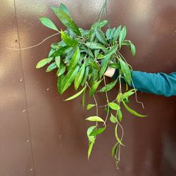 6” Hoya Pubicalyx