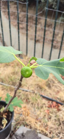 Turkey Fig Tree
