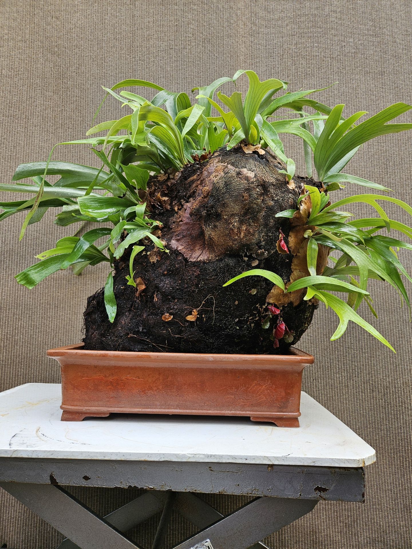 Old Staghorn Fern ( Platycerium bifurcatum ) Bonsai Tree
