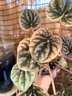 Variegated Peperomia caperata 'Abricos'