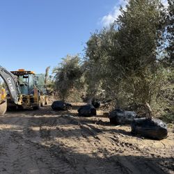 Mature Olive Trees Available 