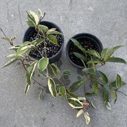 Plant hoya