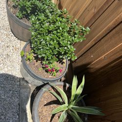 1 Yucca Plant, 2 Buches.