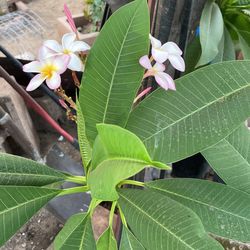 Plumeria Blanco Con Rosa