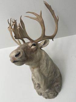 Caribou W/ Matching Double Shovels Shoulder Mount