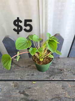 Peperomia rana verde plant