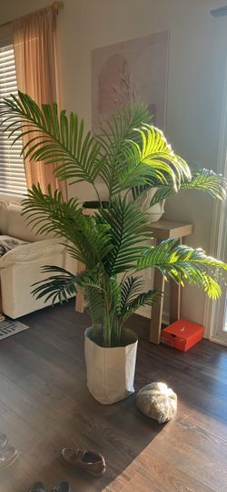 Palm 5 ft