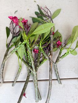 Plumeria cutting