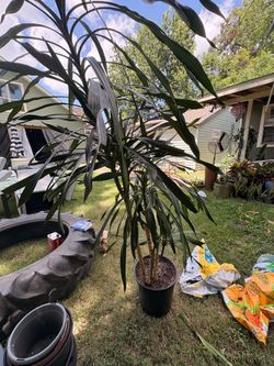 Cheap plants