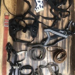 Harness And Leashes