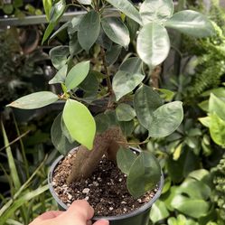 Ficus Ginseng Bonsai Plant Comes in a 6" Nursery Pot, Check Profile for More plants