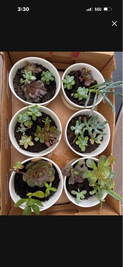 Succulents $1 each