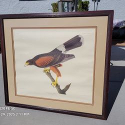 Audubon Bird Series Framed