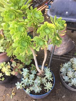 Aeoniums and succulents