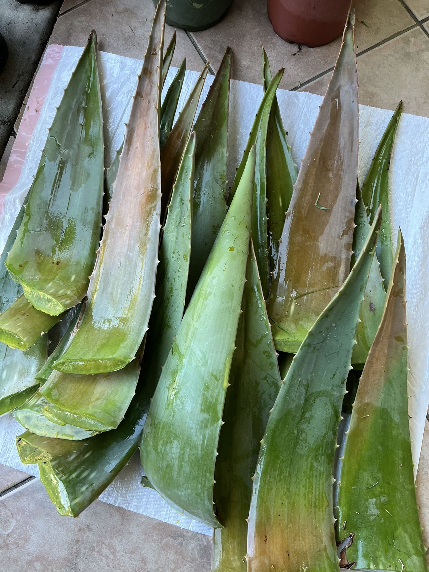 Free Also Vera. Gratis Pencas De Zabila Y También Tengo Macetas De Zabila En Venta Por Si Alguien Gusta Comprar