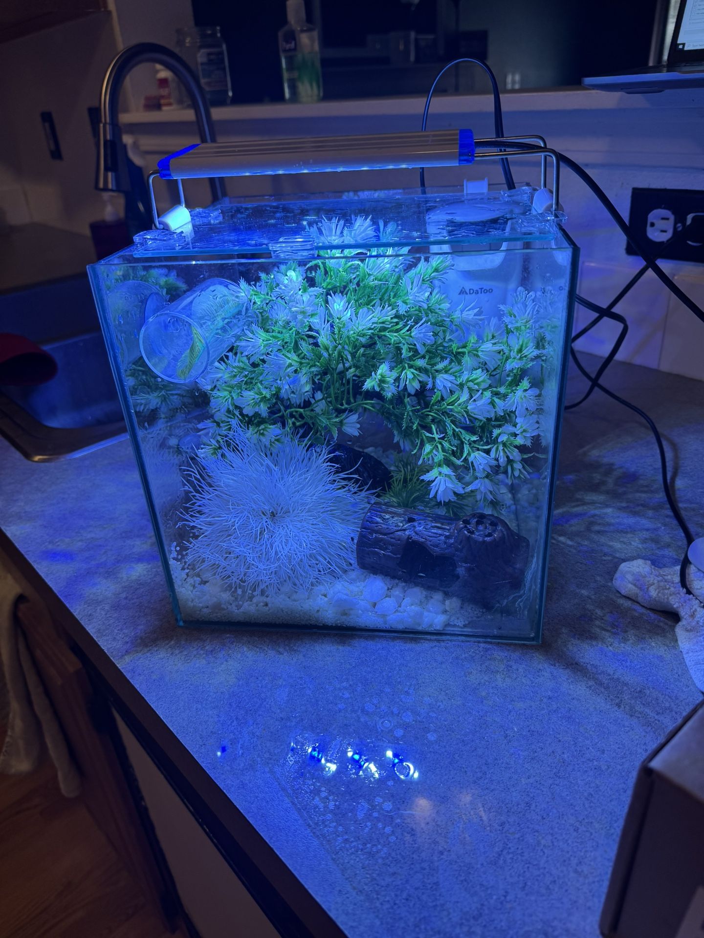 Fish Tank