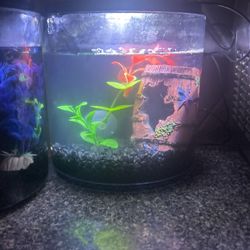 Fish tank