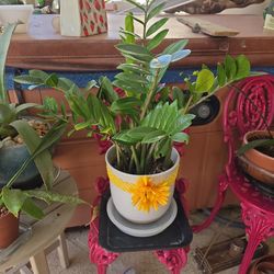 ZZ plant in 8" ceramic $25.00