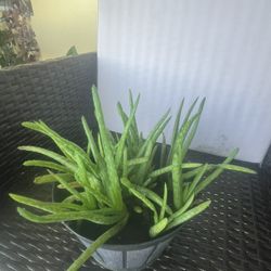 Aloe Vera Plant