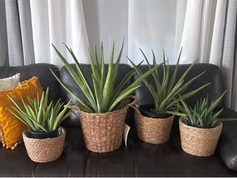 Plant bundle healthy plants perfect for Mother’s Day