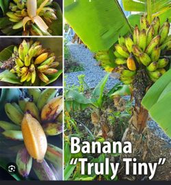 Truly tiny banana tree