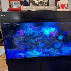 Red Sea Tank For Sell 