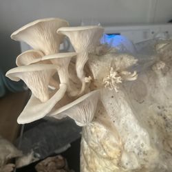 Mushroom Grow Bags
