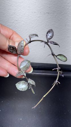 Hoya Lacunosa Violet