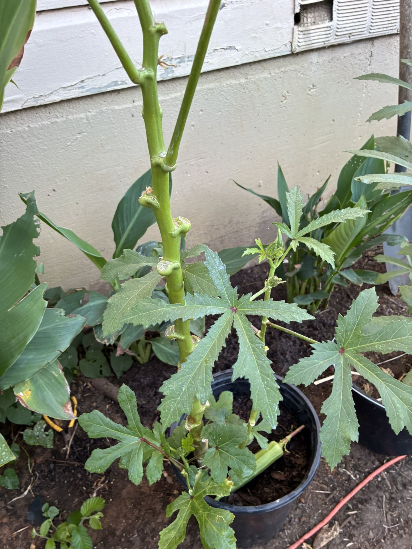 Okra Plant $15