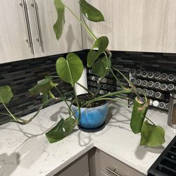 Monstera plant