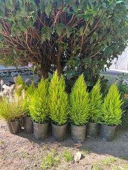 Potted Evergreen Cypress Shrubs – Set of 6
