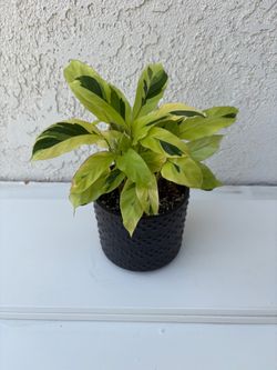 Calathea Yellow Fusion