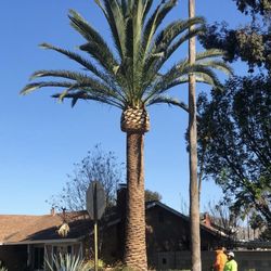 Tree Serivce