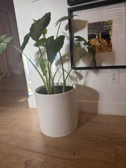 Alocasia (Elephant Ear) in White Pot — $65