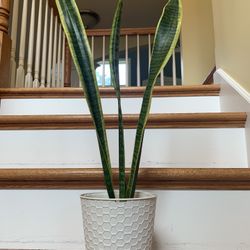 SANSEVIERIA-house 