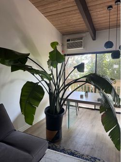 Large Bird of Paradise Plant (6 ft) – Beautiful & Healthy – $30